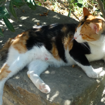 Kипрский кот
